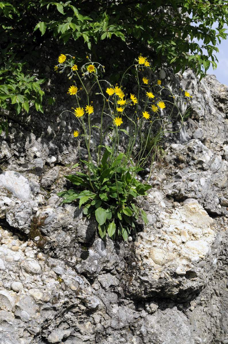 Fiore da identificare - Hieracium sp.